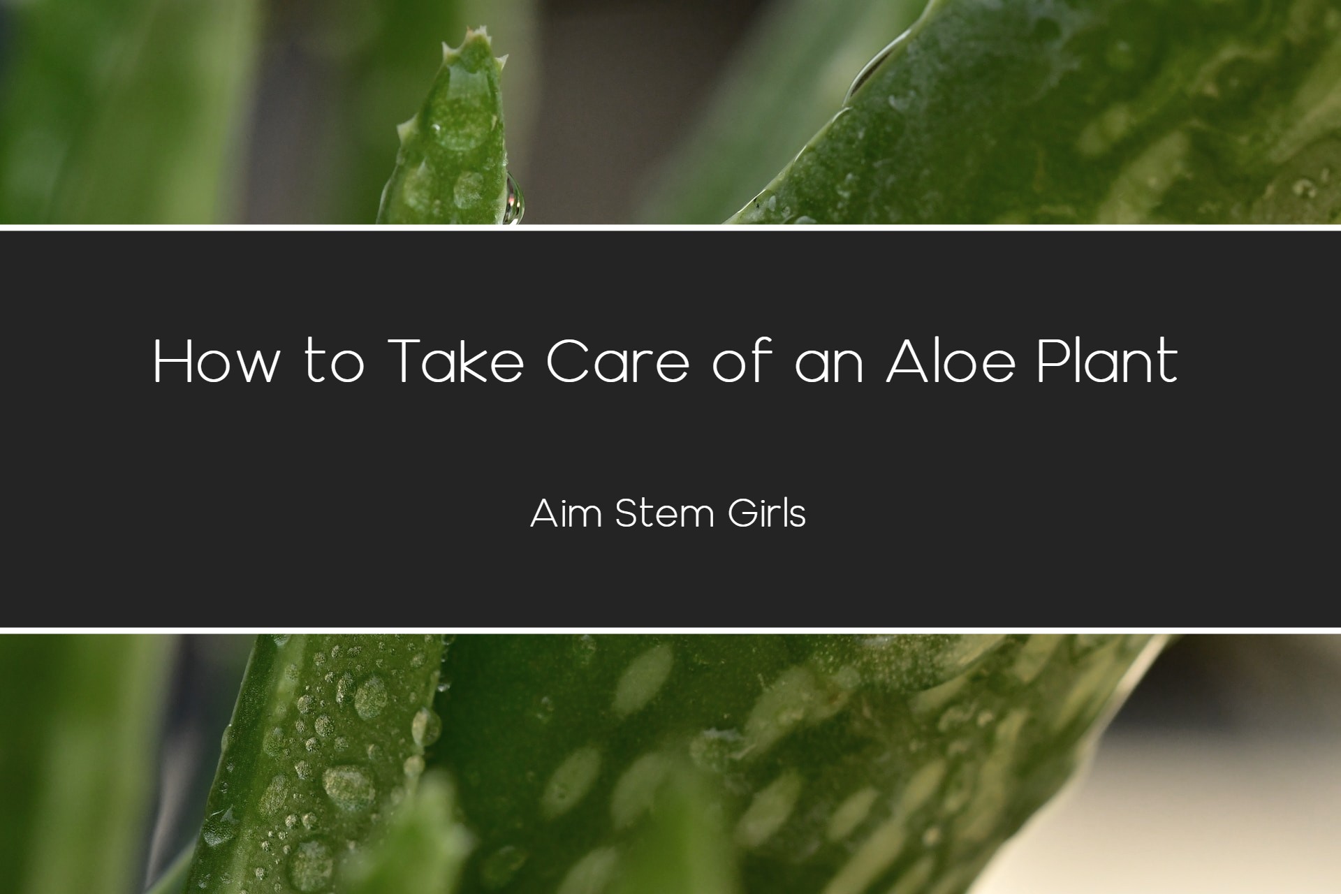 How to Take Care of an Aloe Plant