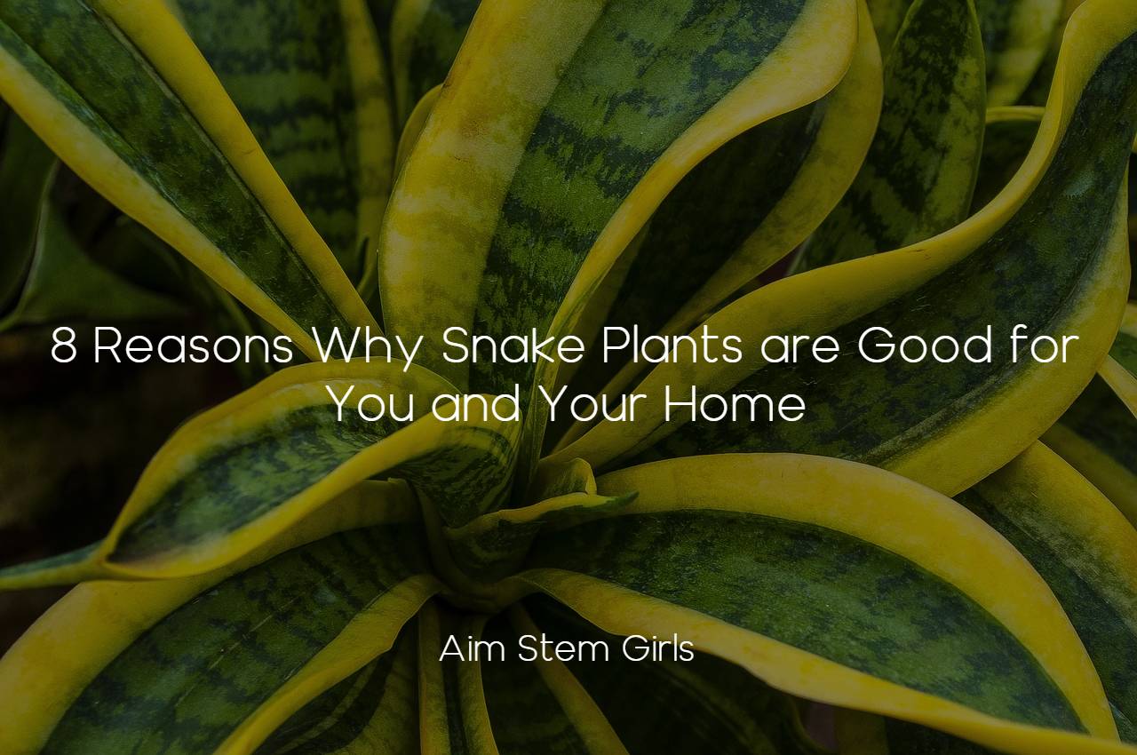 8 Reasons Why Snake Plants are Good for You and Your Home